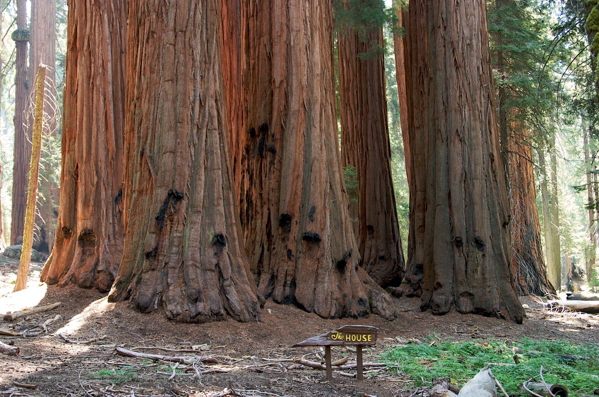 The House at Sequoia National Park Desktop Wallpapers