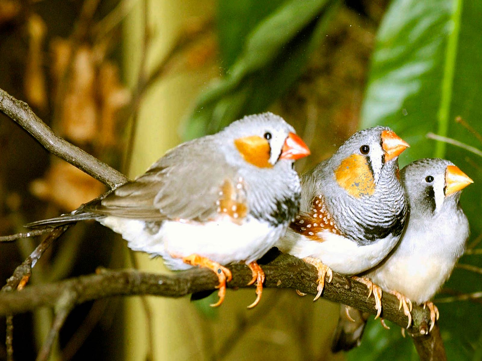 Zebra finch Wallpapers