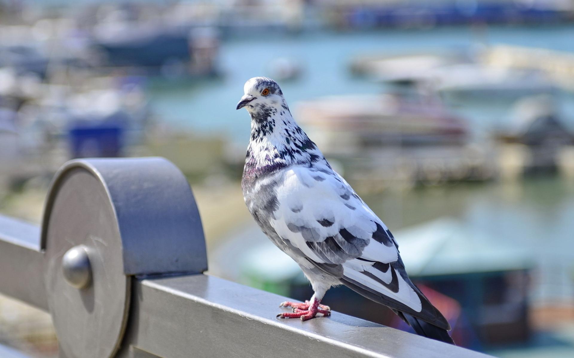 Pigeon HD Wallpapers