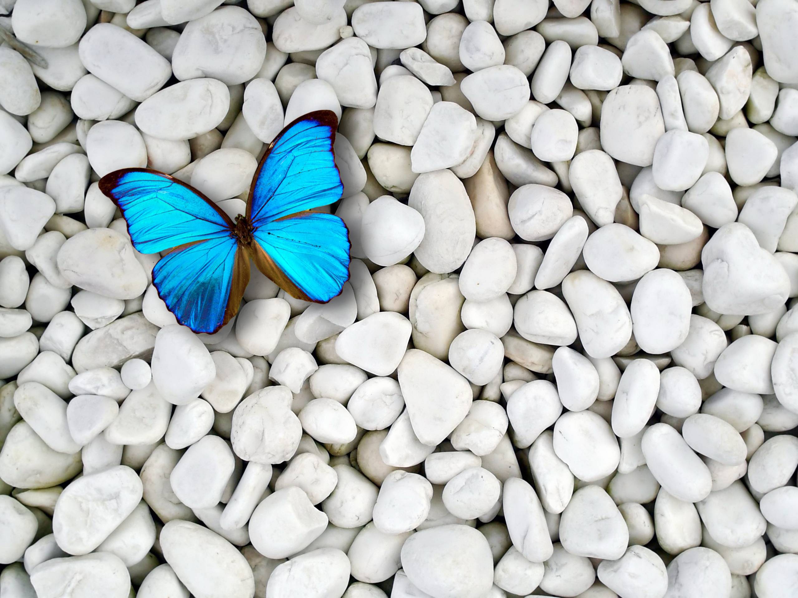 Light Blue Butterfly Wallpapers