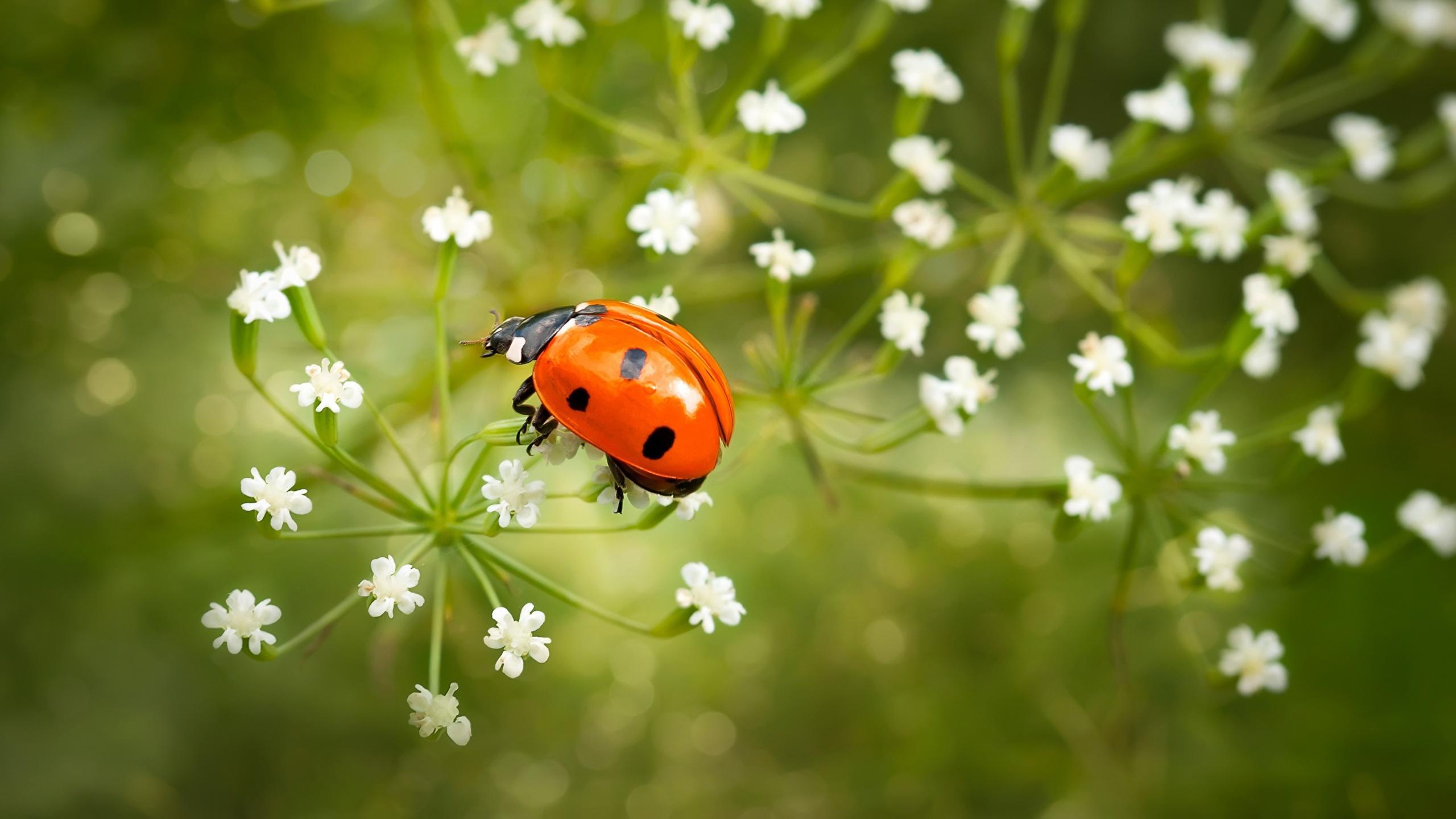 Lady Bird Wallpapers