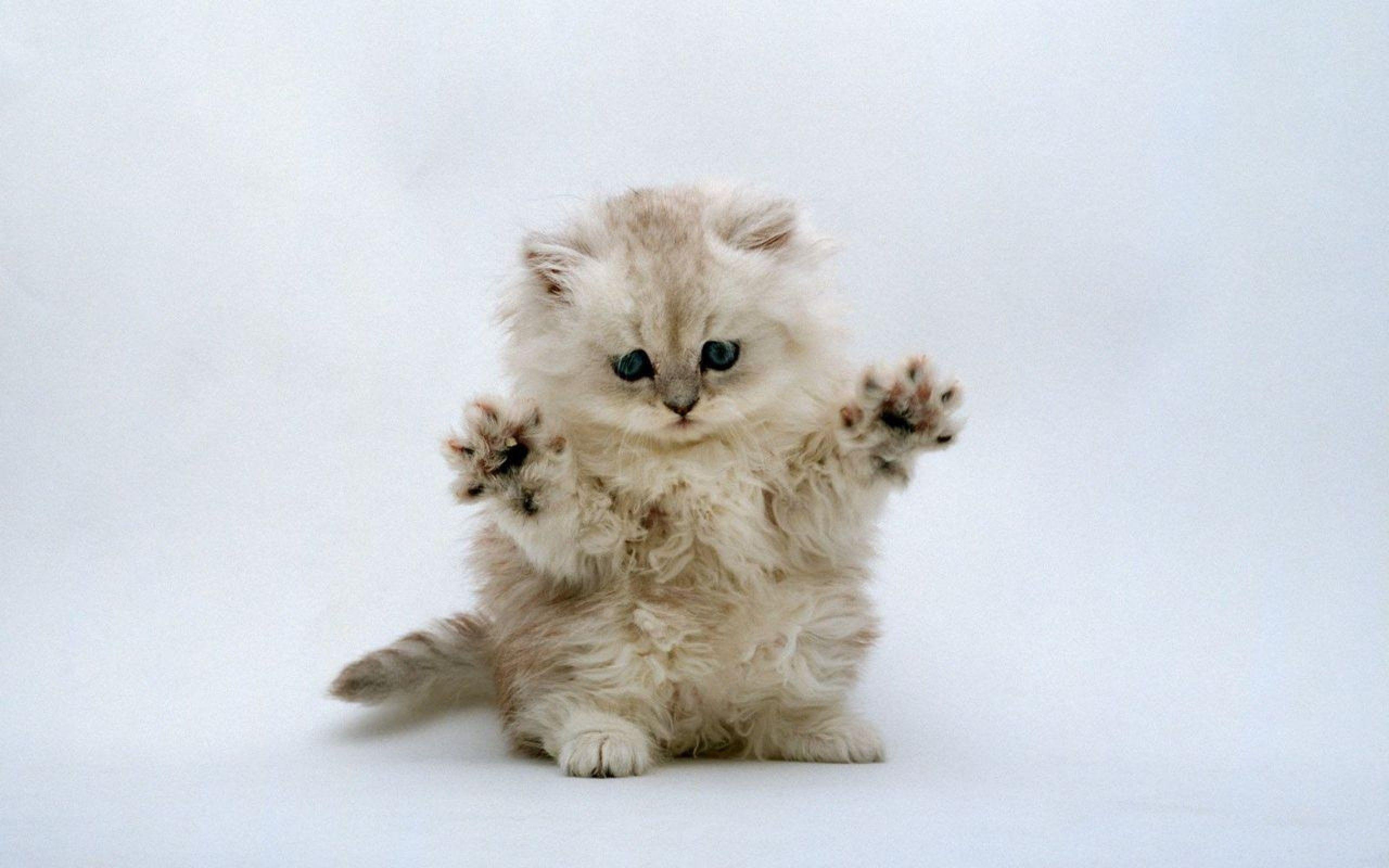 Cute Kittens Wallpapers