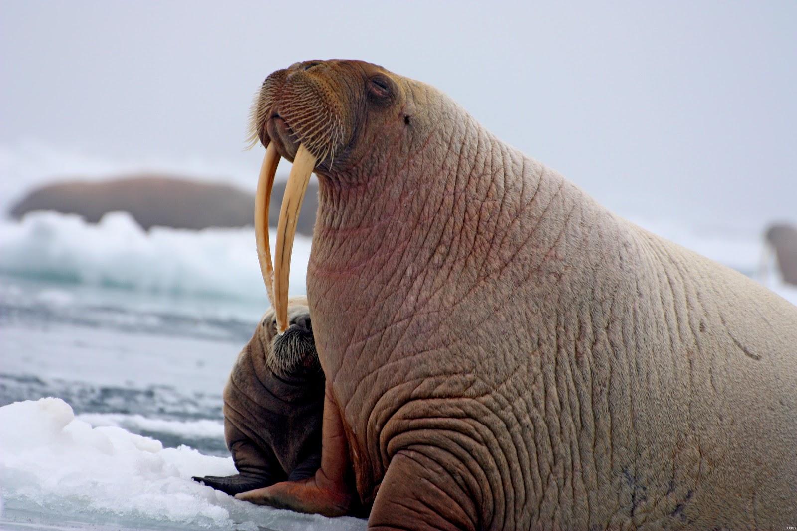 Walrus Wallpapers High Quality