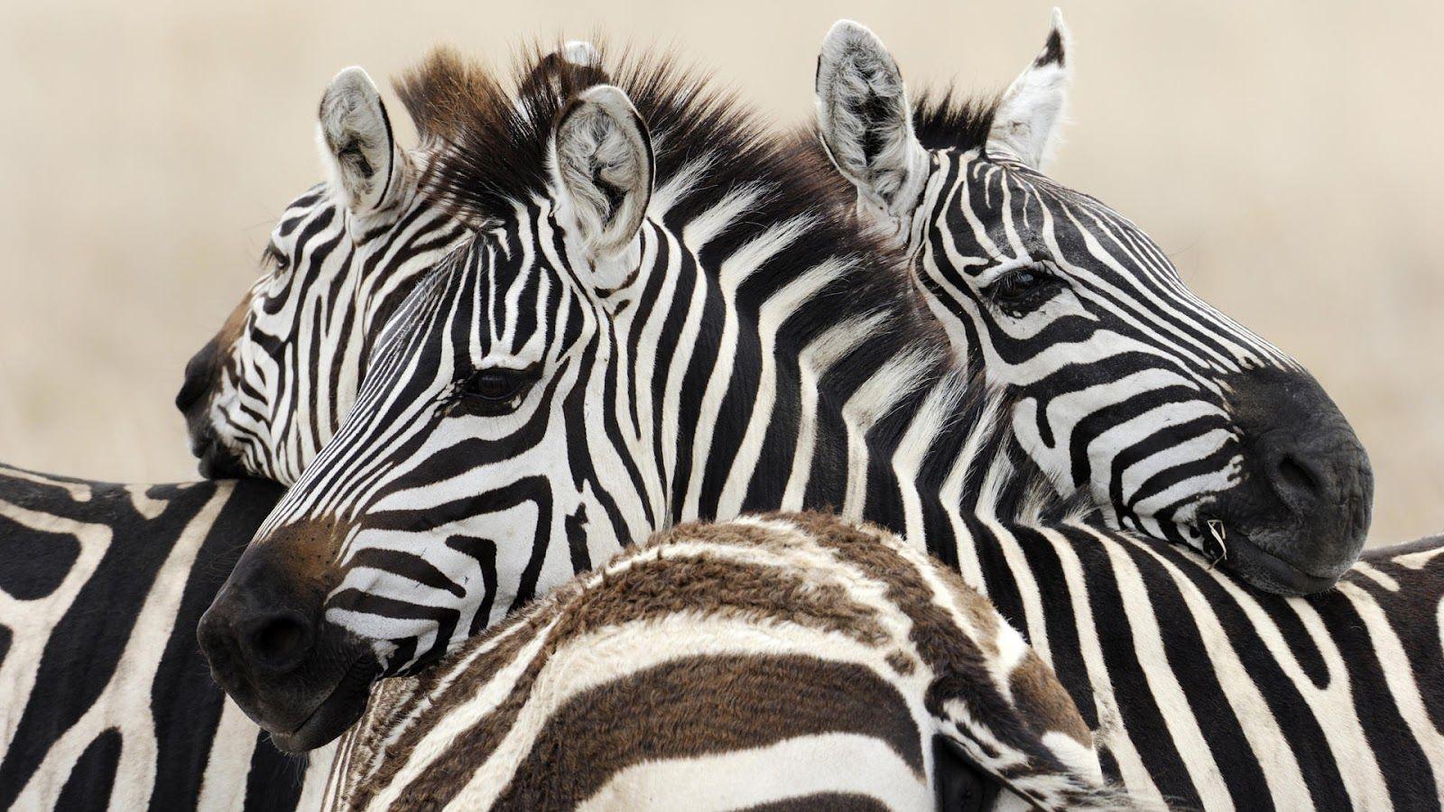 Wallpapers with a group of zebras