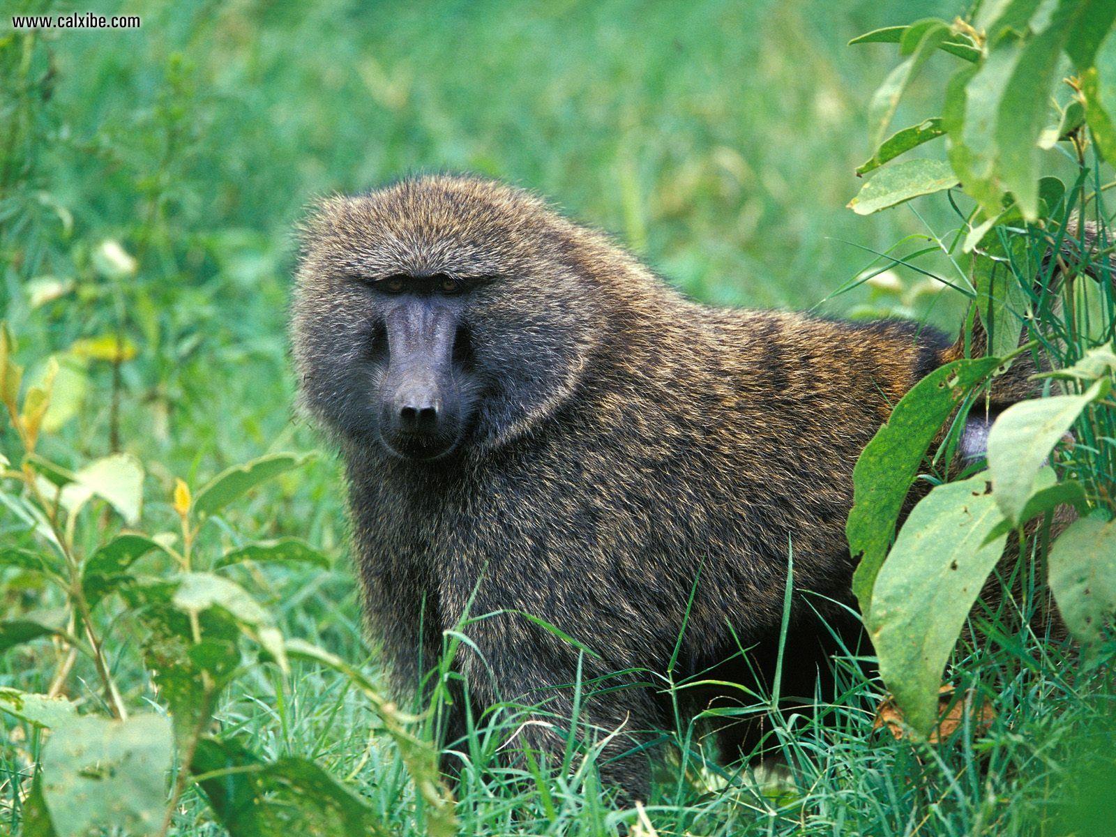 Animals: Male Olive Baboon Lake Nakuru National Park Kenya, picture