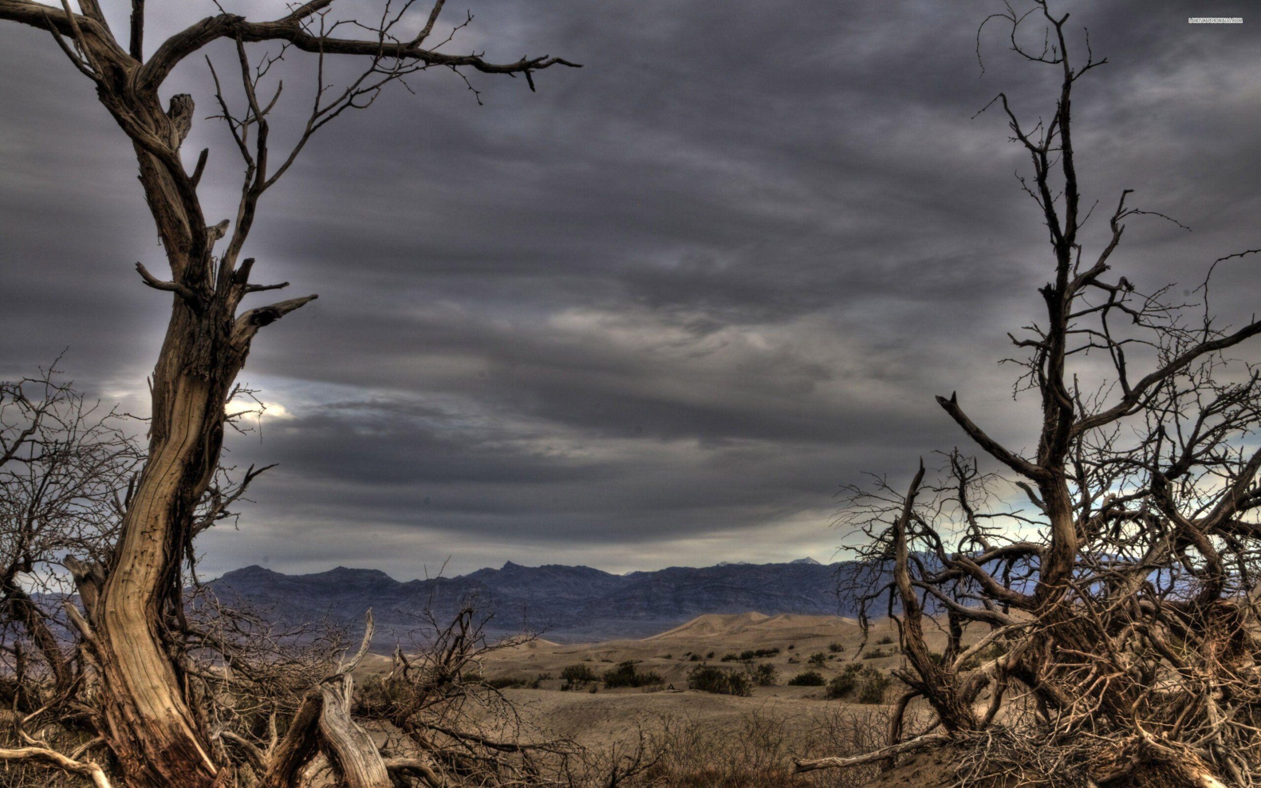 Dead Trees In Death Valley National Park