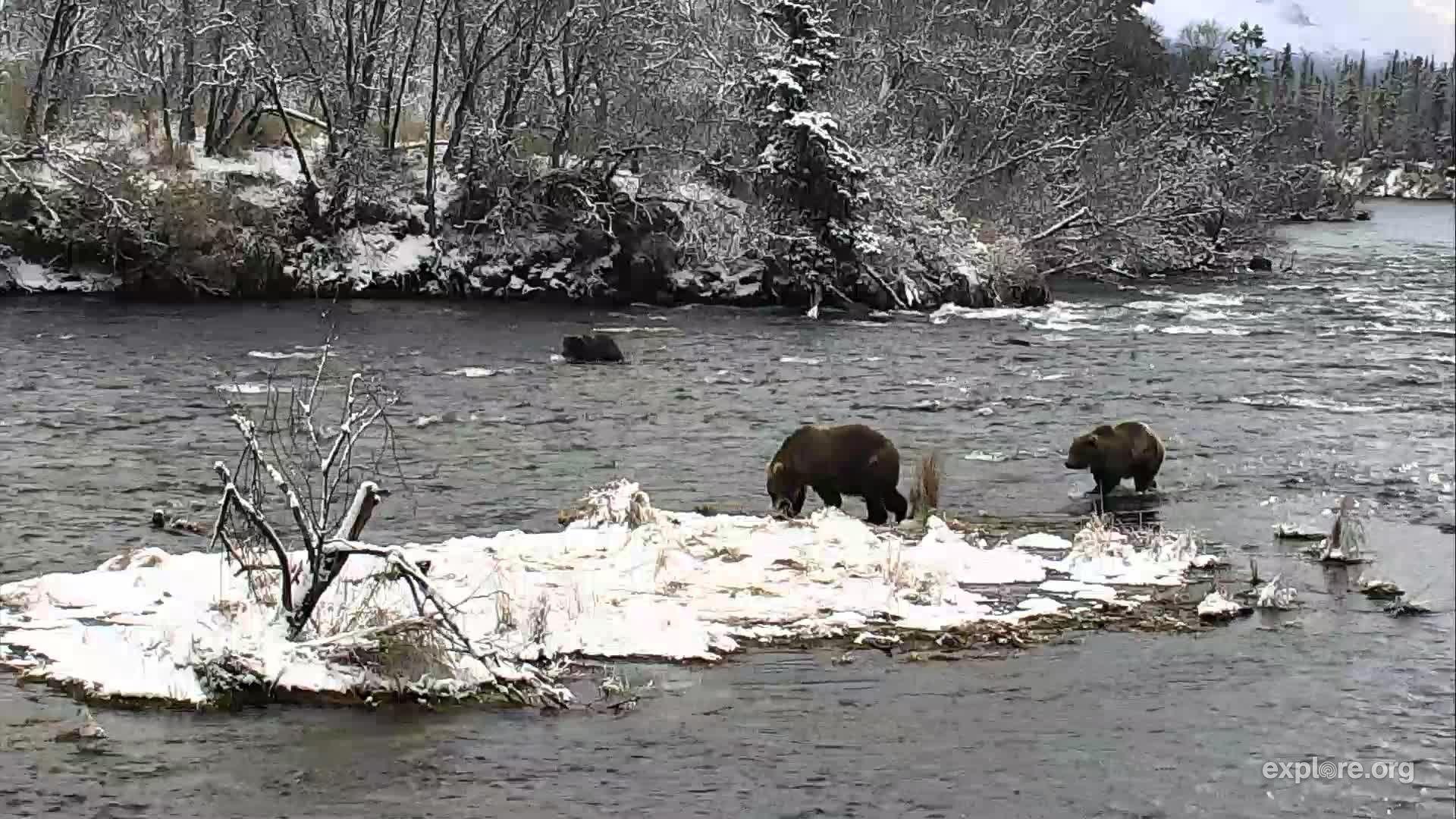 I’m watching on explore, streaming live from Katmai