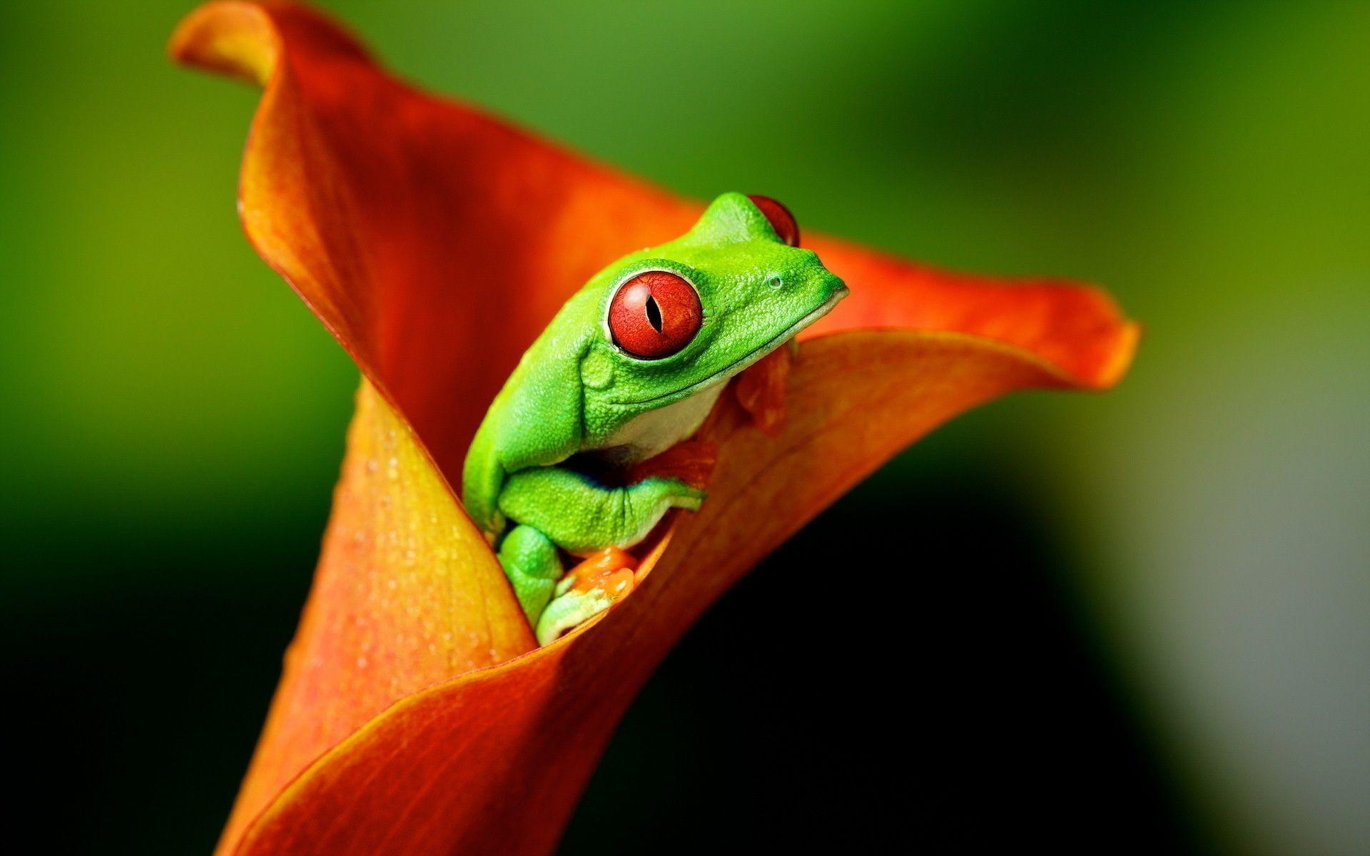 Frog Wallpapers 44314 ~ HDWallSource