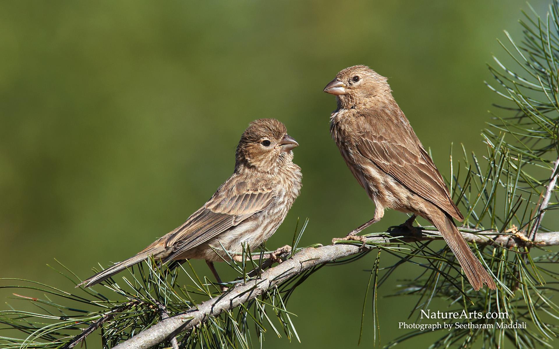 Best 53+ House Finch Wallpapers on HipWallpapers