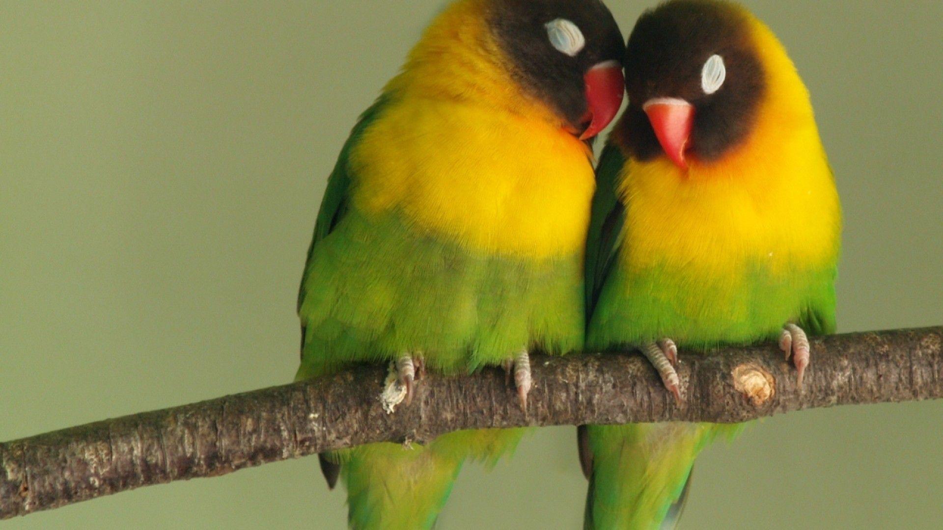 Wallpapers For > Love Bird Wallpapers