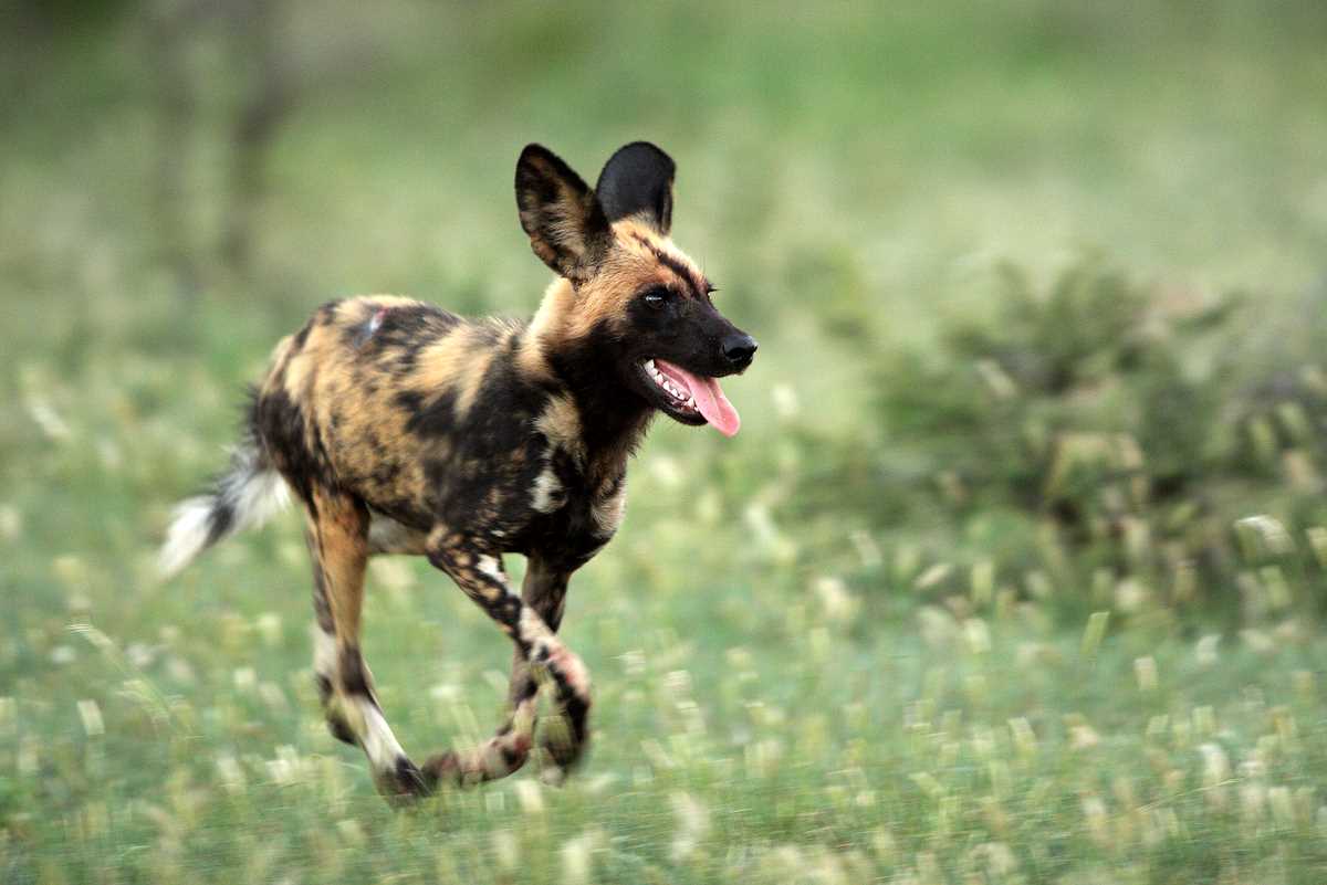 Free download African Wild Dog Pictures Diet Breeding Life