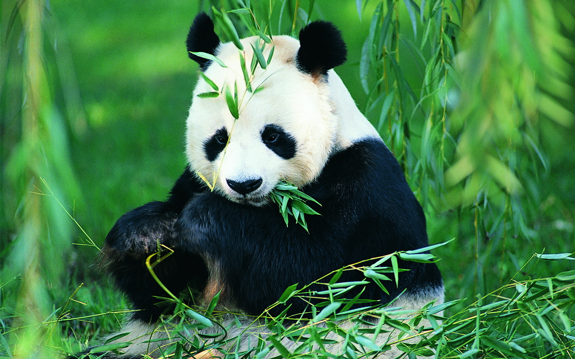 Panda Wallpapers