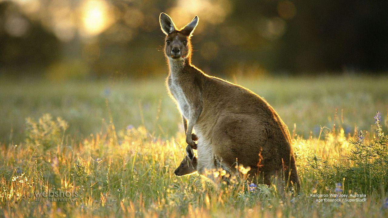 Australian Kangaroo And Joey Image & Pictures