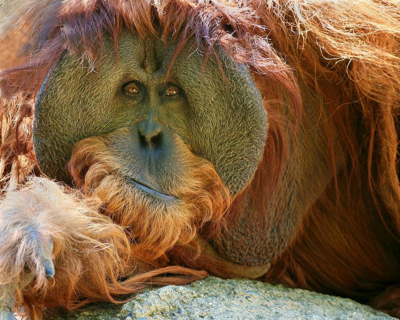 Download wallpapers orangutan, monkey, pensive standard 5:4