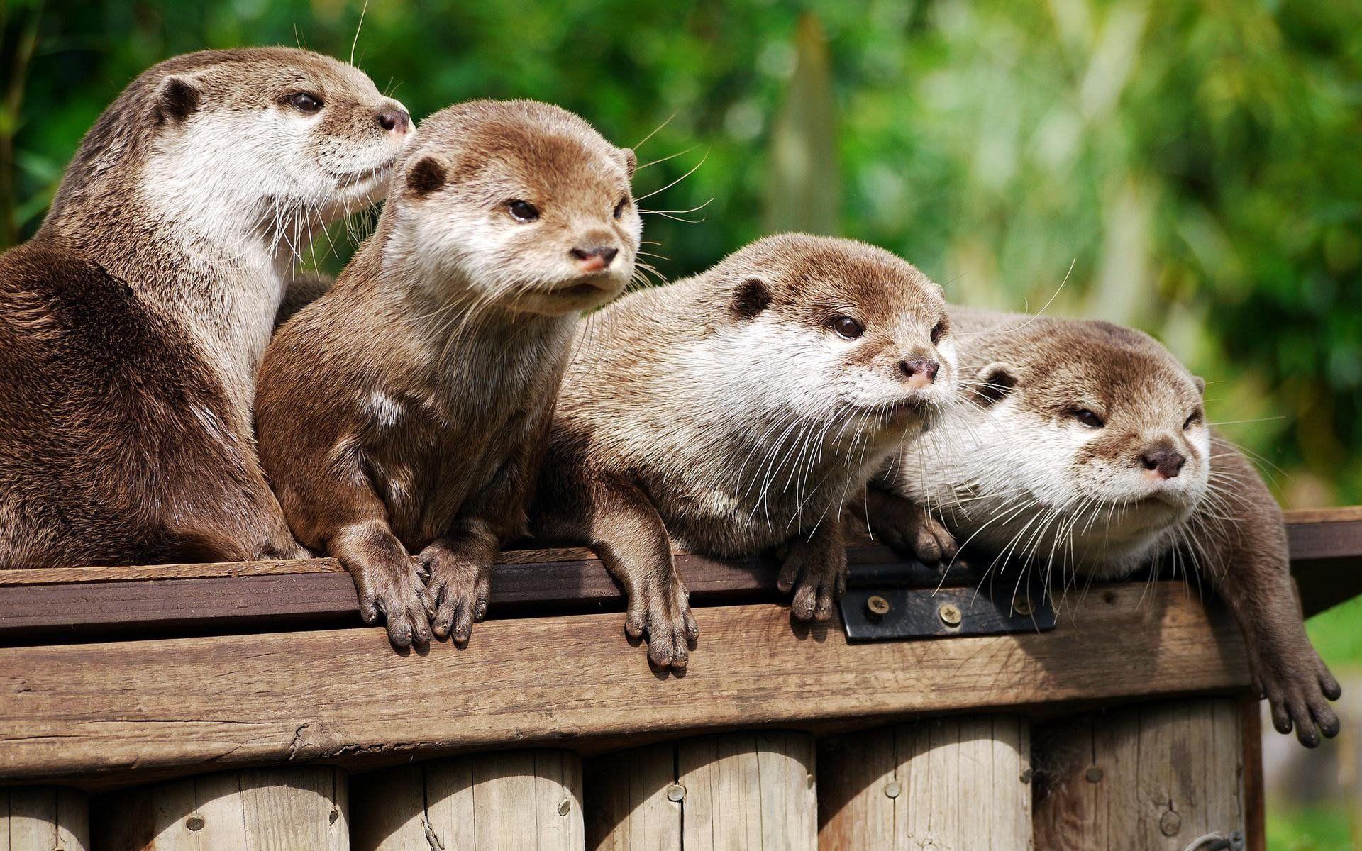 64 Otter HD Wallpapers