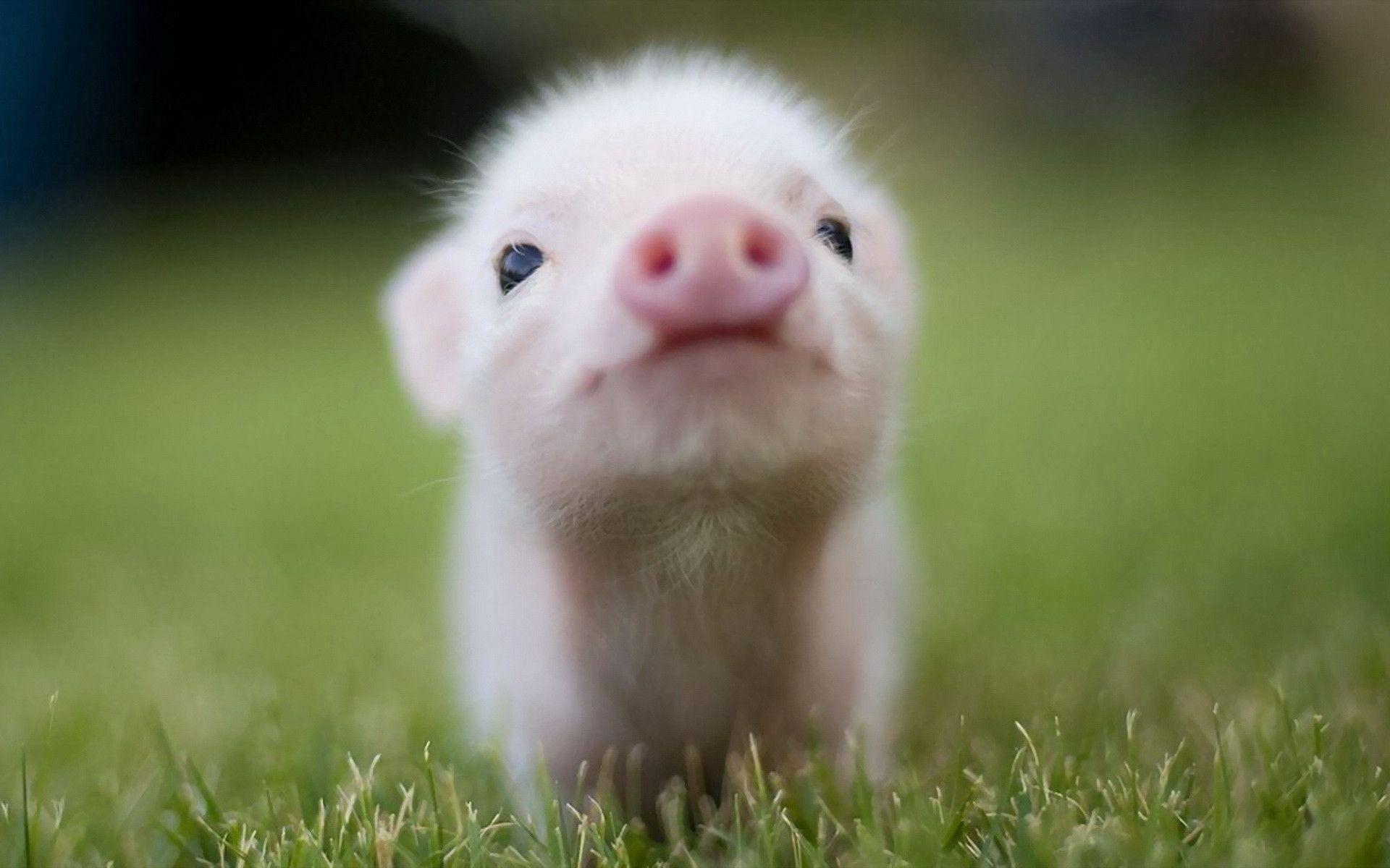 Pig HD Wallpapers