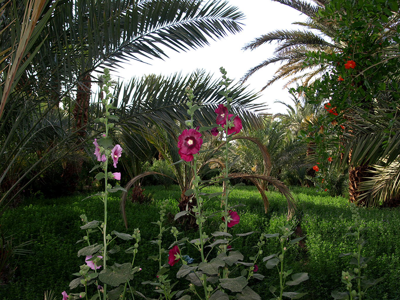 Image Morocco Draa valley Nature Parks Malva palm trees Grass