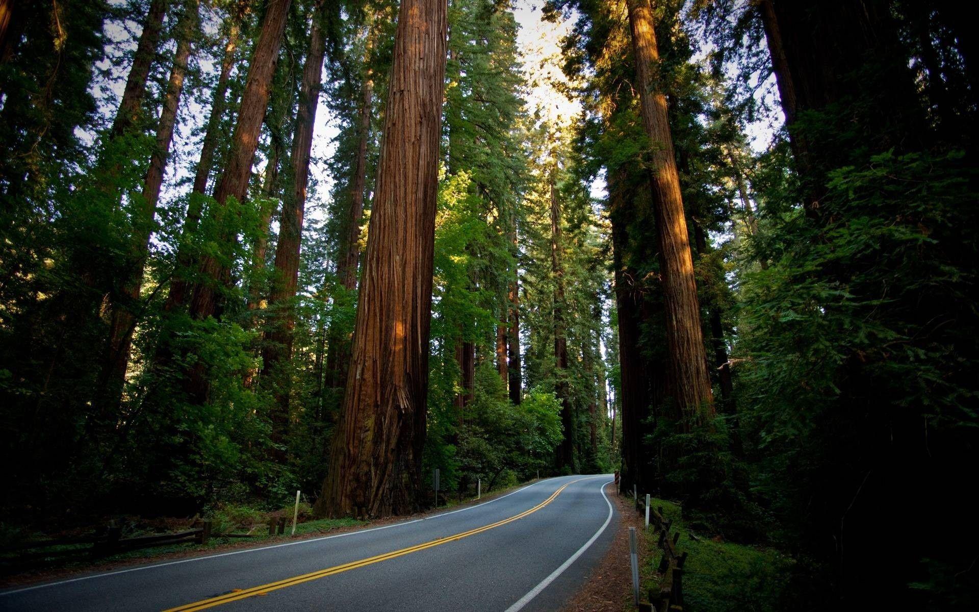 Redwood National Park Desktop Wallpapers, Redwood National Park