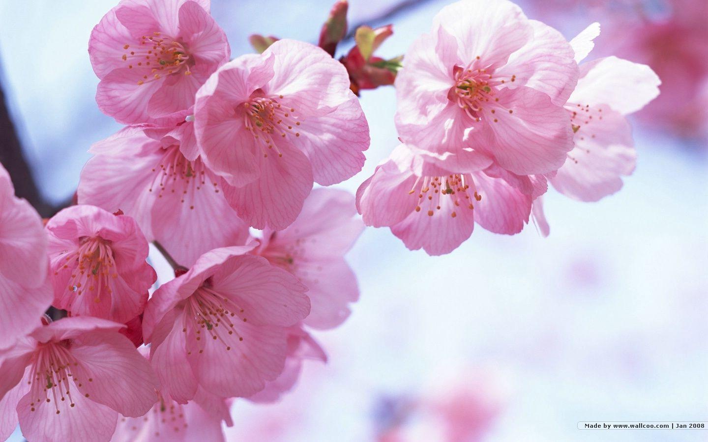 1440*900 Japanese Sakura wallpapers