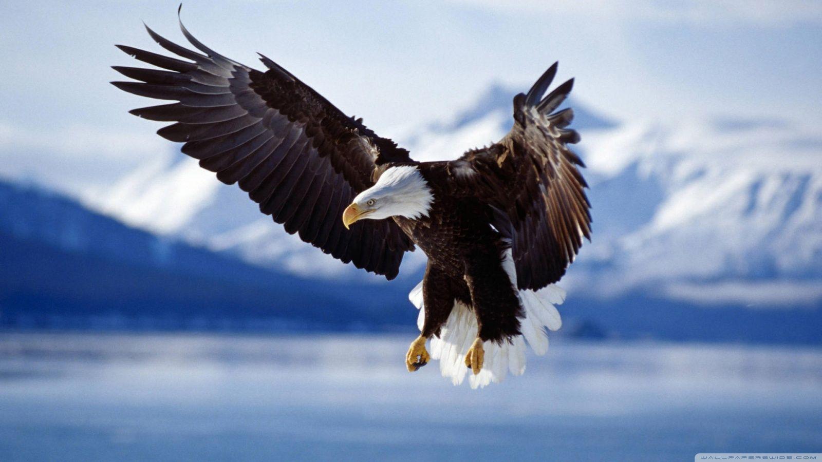 Bald Eagle HD desktop wallpapers : Widescreen : High Definition