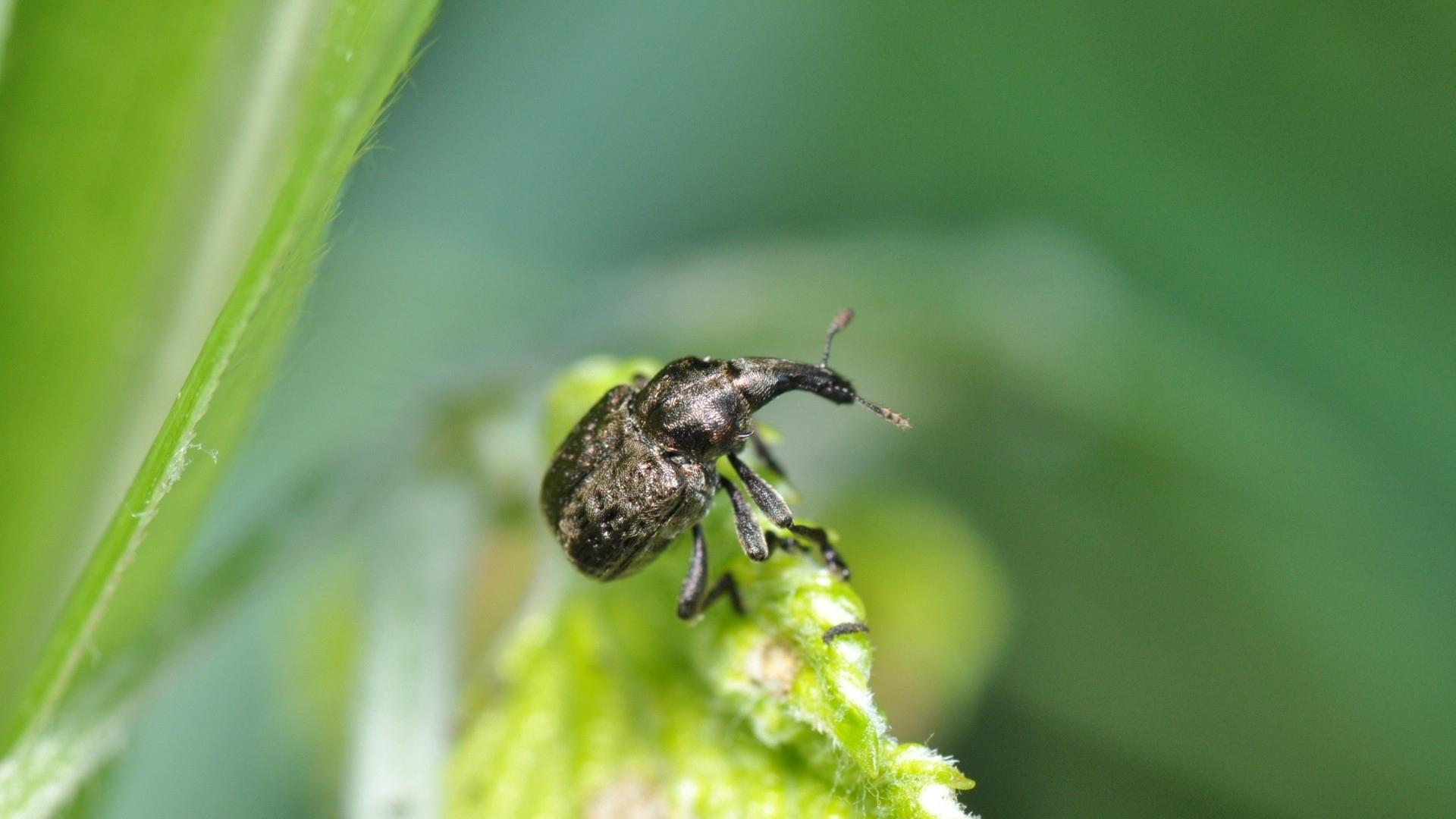 Download wallpapers beetle, insect, grass, sitting