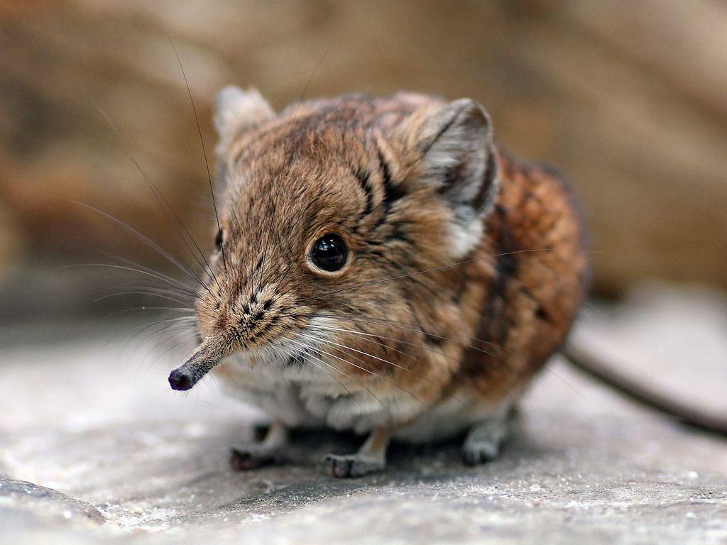 Oddly, Africa’s wee Elephant Shrews