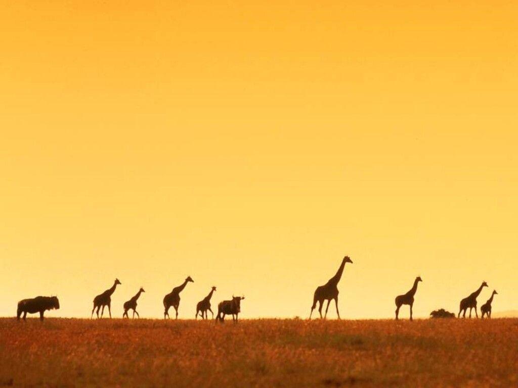 FunMozar – Giraffe Wallpapers