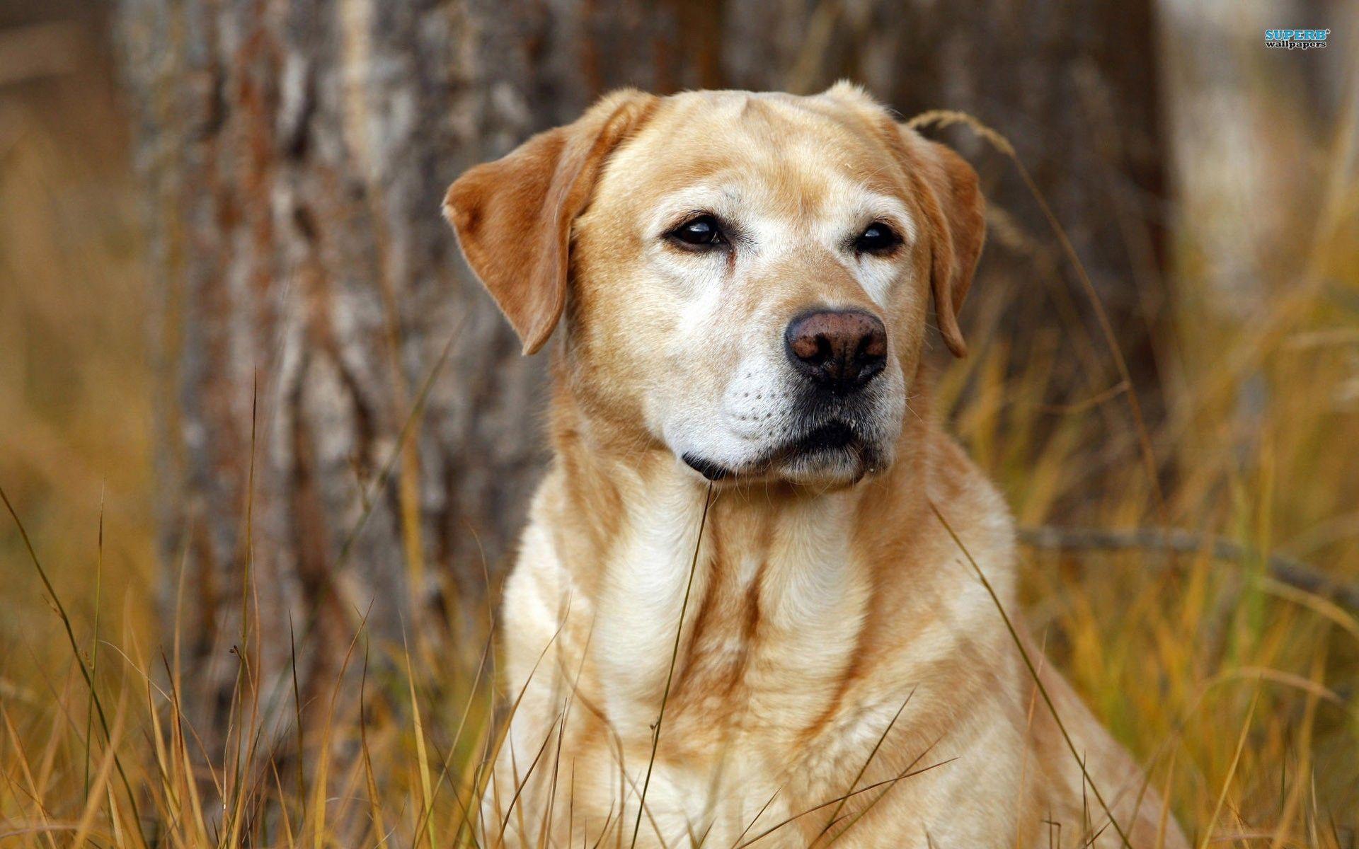 Labrador wallpapers