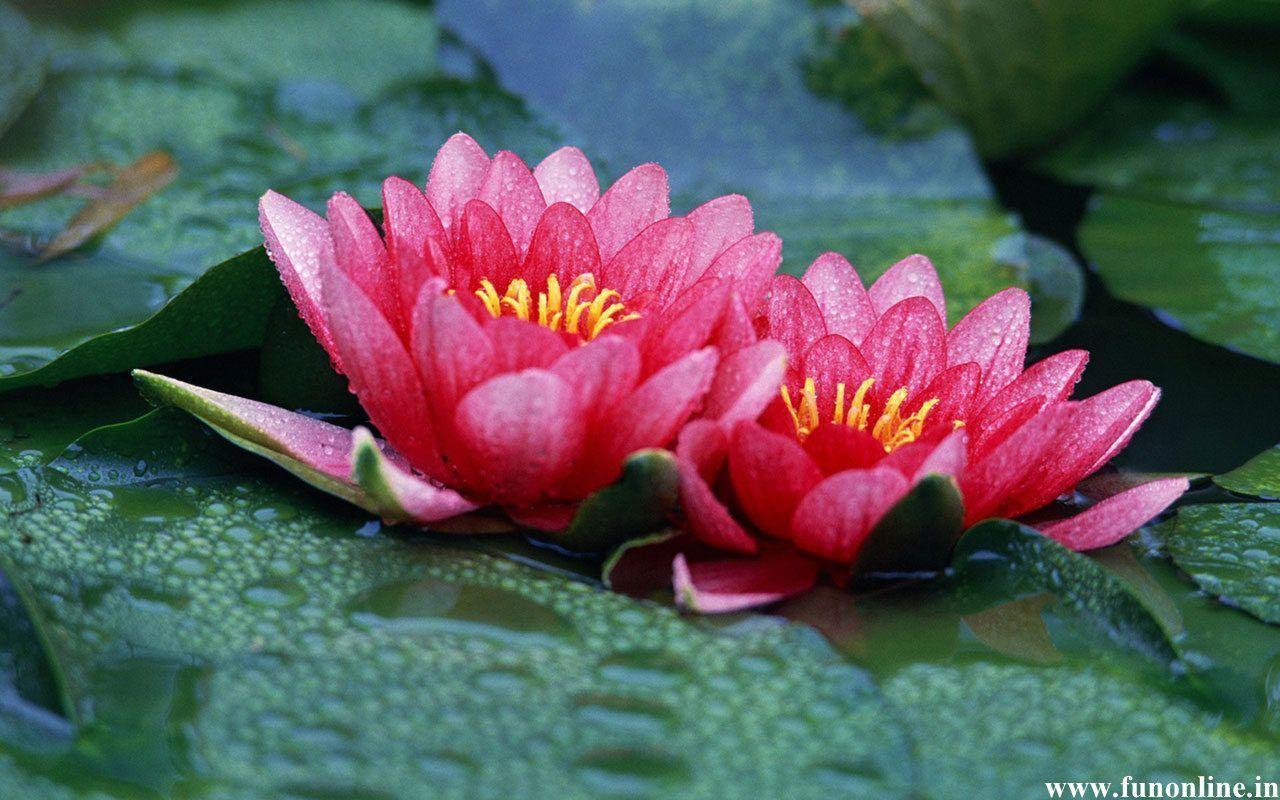 Charming Pink Lotus Flowers: Lotus Flower Wallpapers