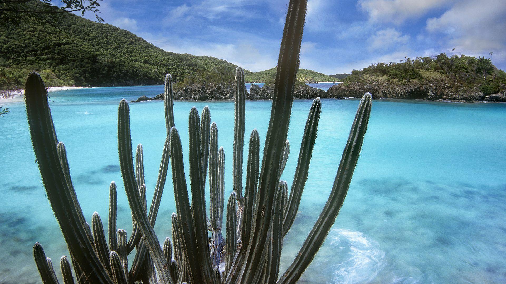 Cactus, Trunk Bay, Virgin Islands National Park, Virgin Isla Full