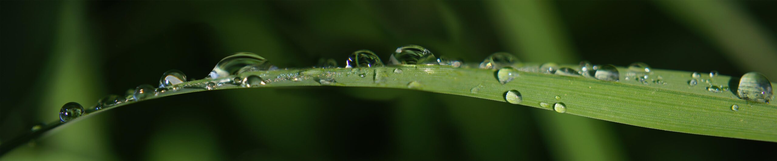 Water Drops Dual Screen Wallpapers