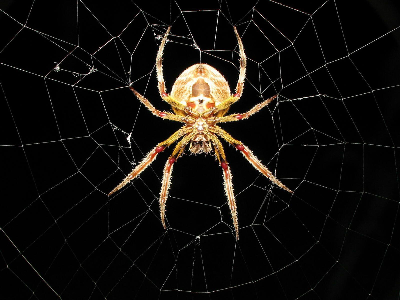 Spider in Net Wallpapers PX ~ Wallpapers Spider