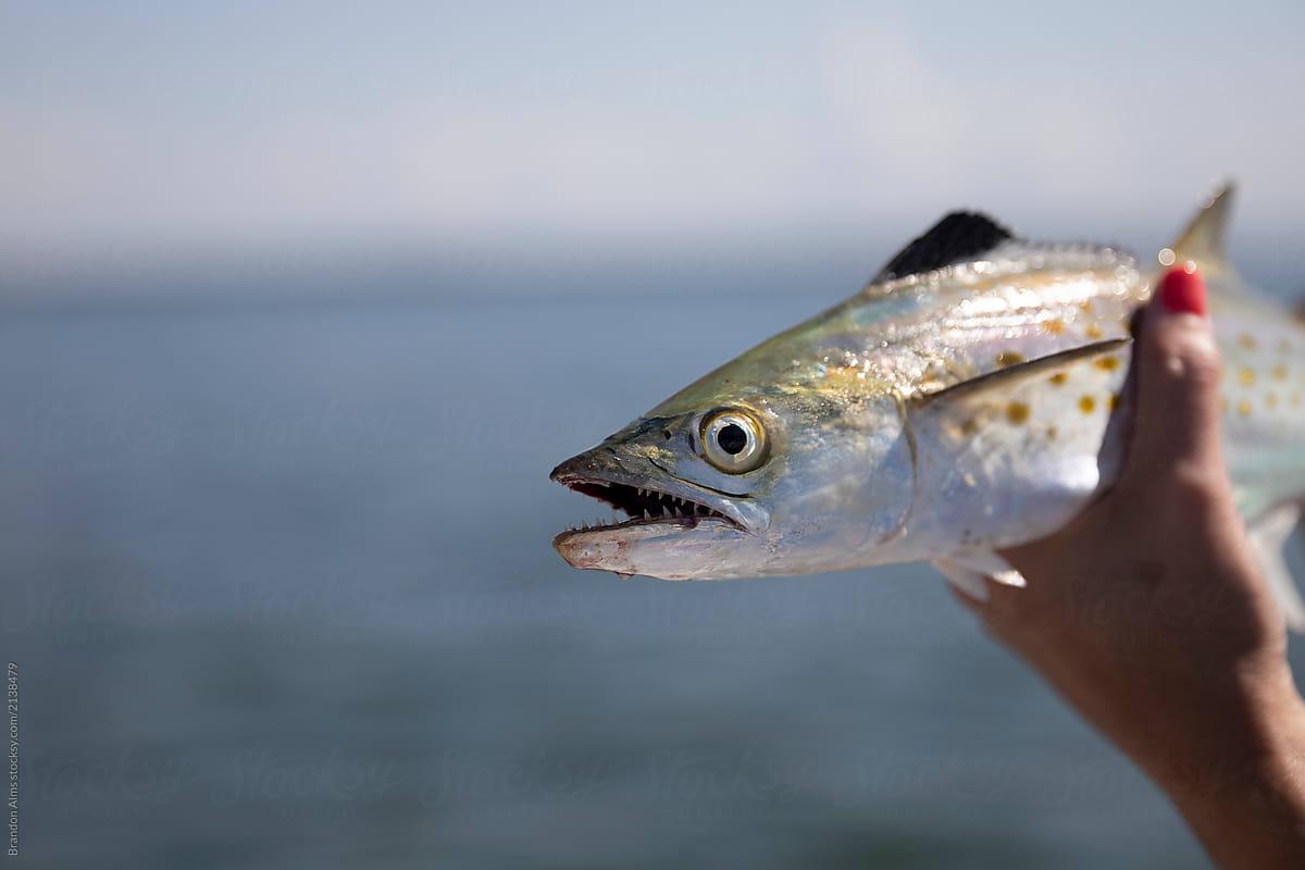 Atlantic Spanish Mackerel Closeup in Hands by Brandon Alms