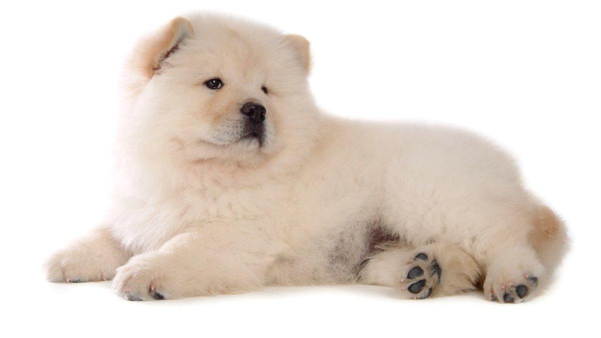 Awesome Chow Chow wallpapers for iPhone, iPad