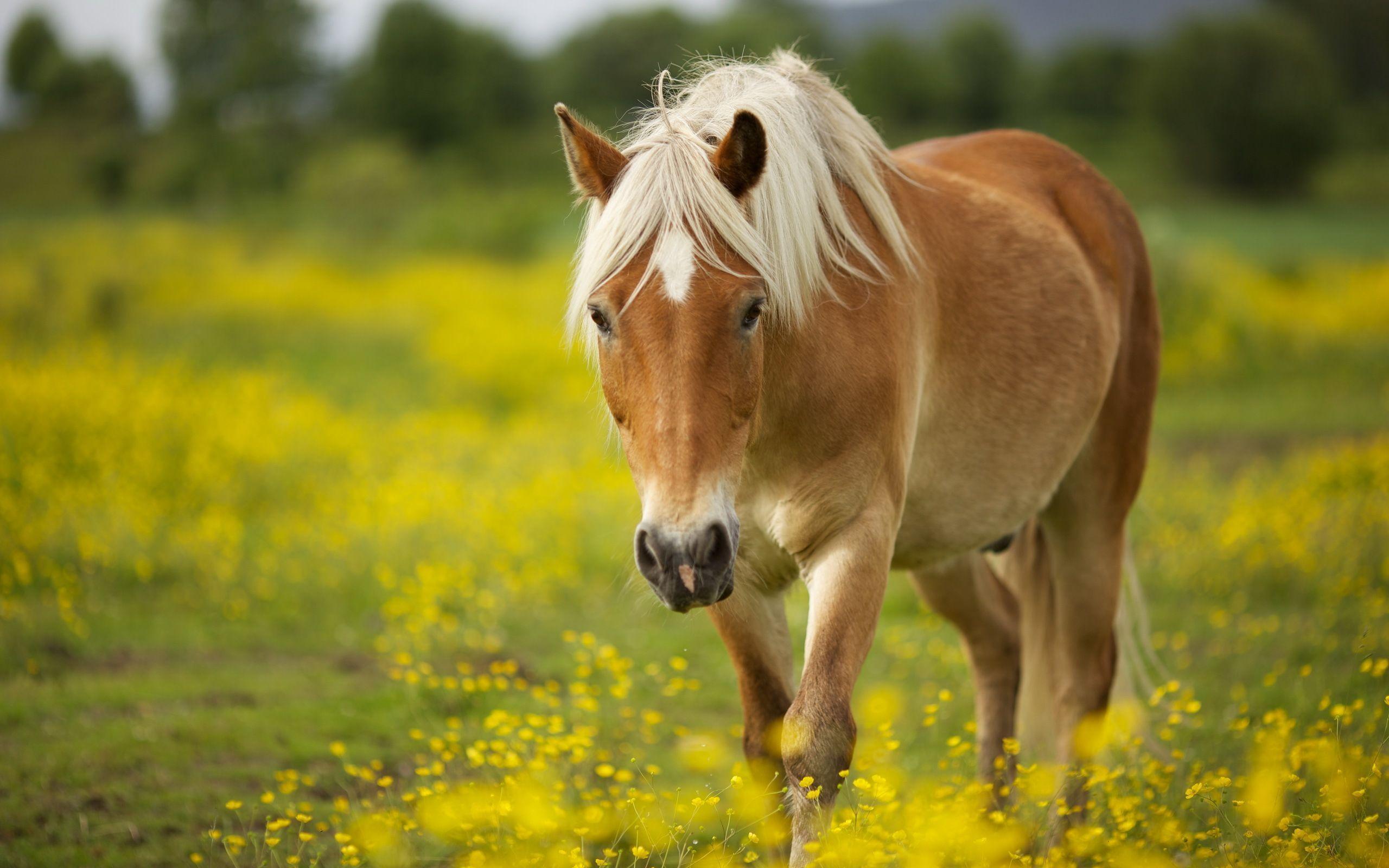 Horse Wallpapers Android Phones Wallpapers