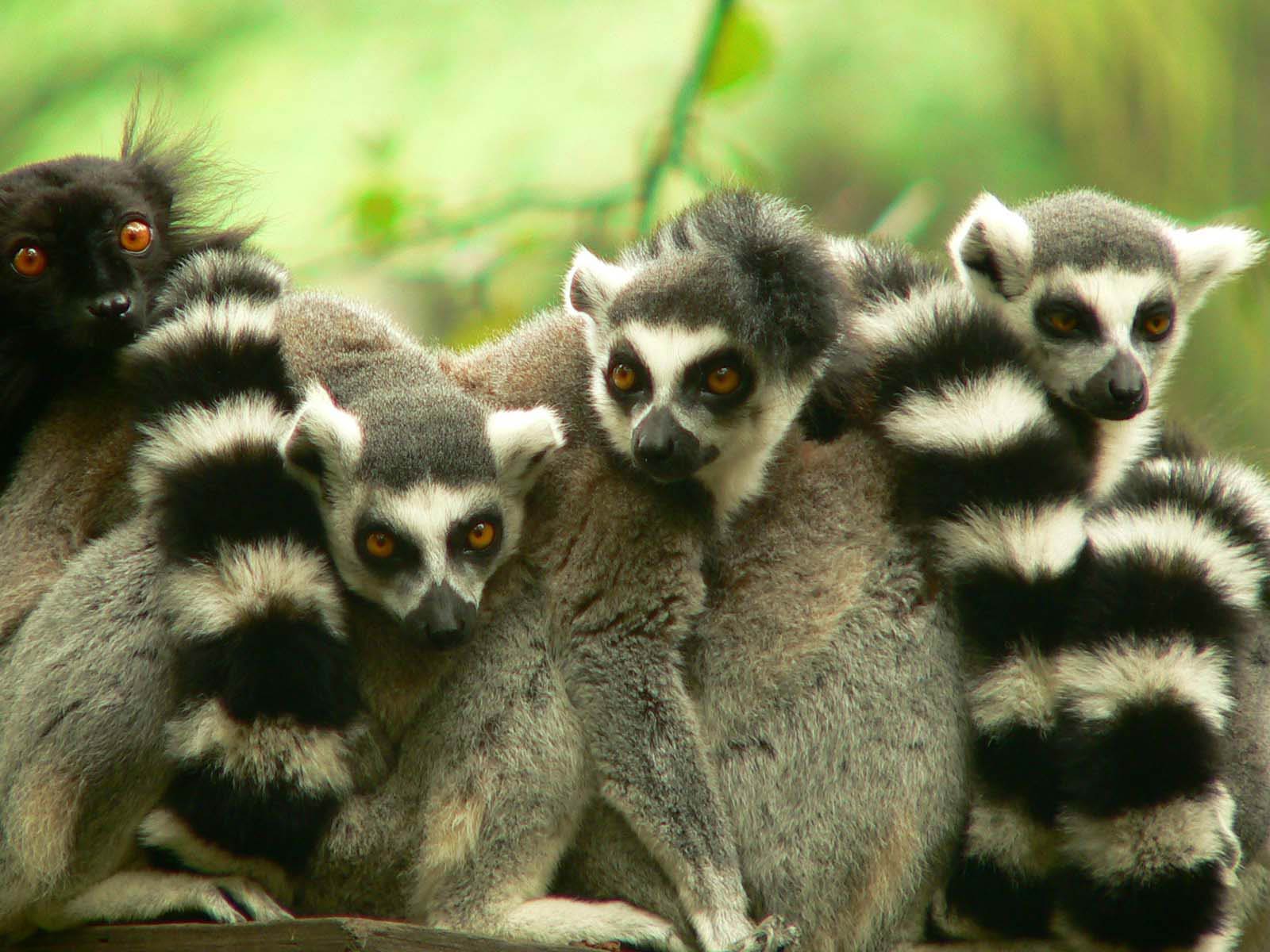 Lemur HD Wallpapers