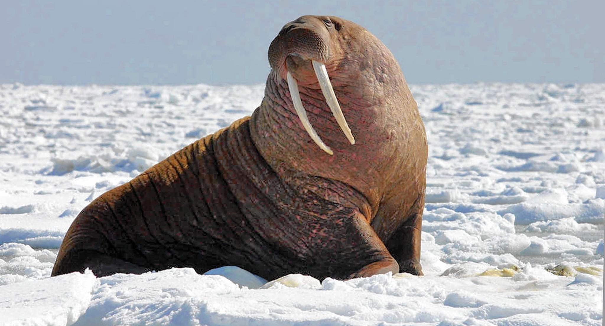 59+ Walrus Wallpapers