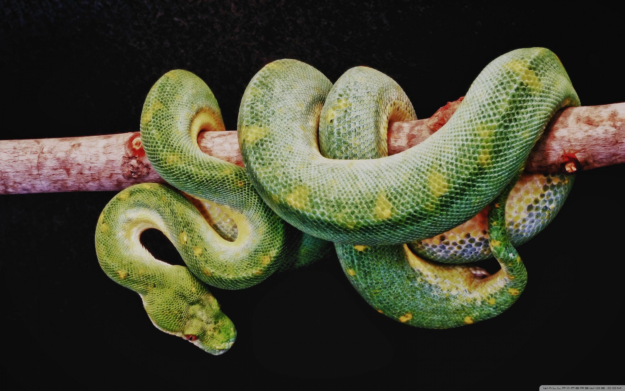 Green Boa Constrictor ❤ 4K HD Desktop Wallpapers for 4K Ultra HD TV