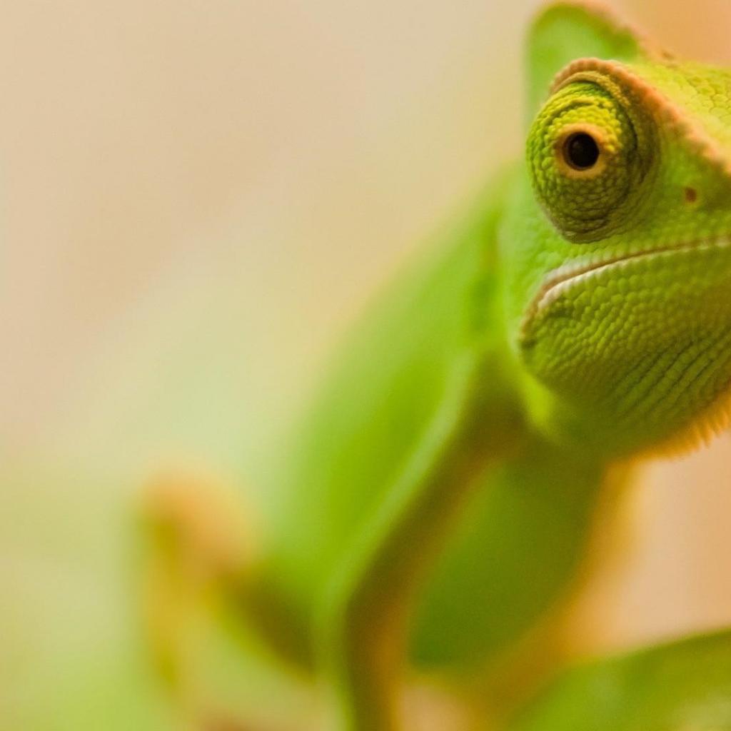 Chameleon Wallpapers 15