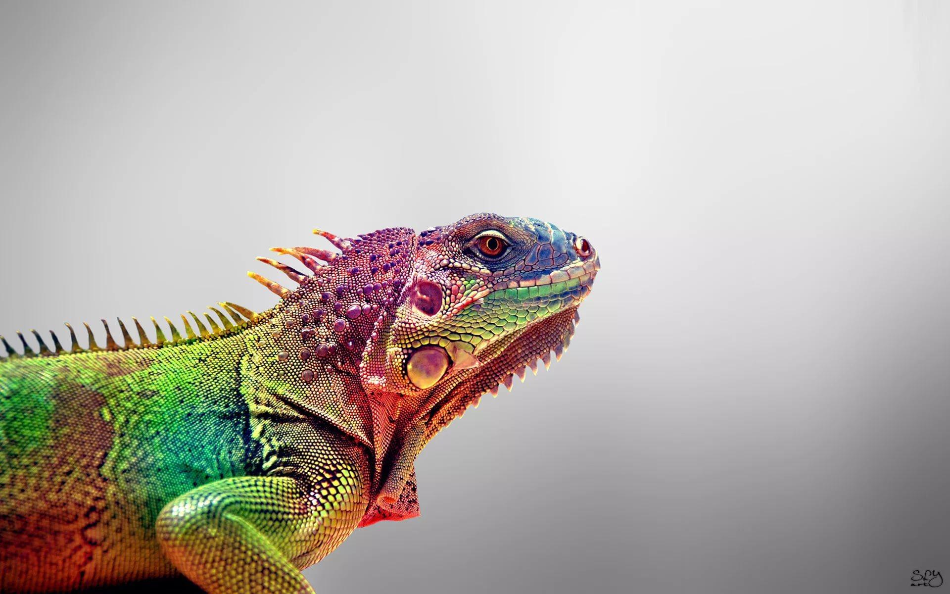 Iguana HD Wallpapers free