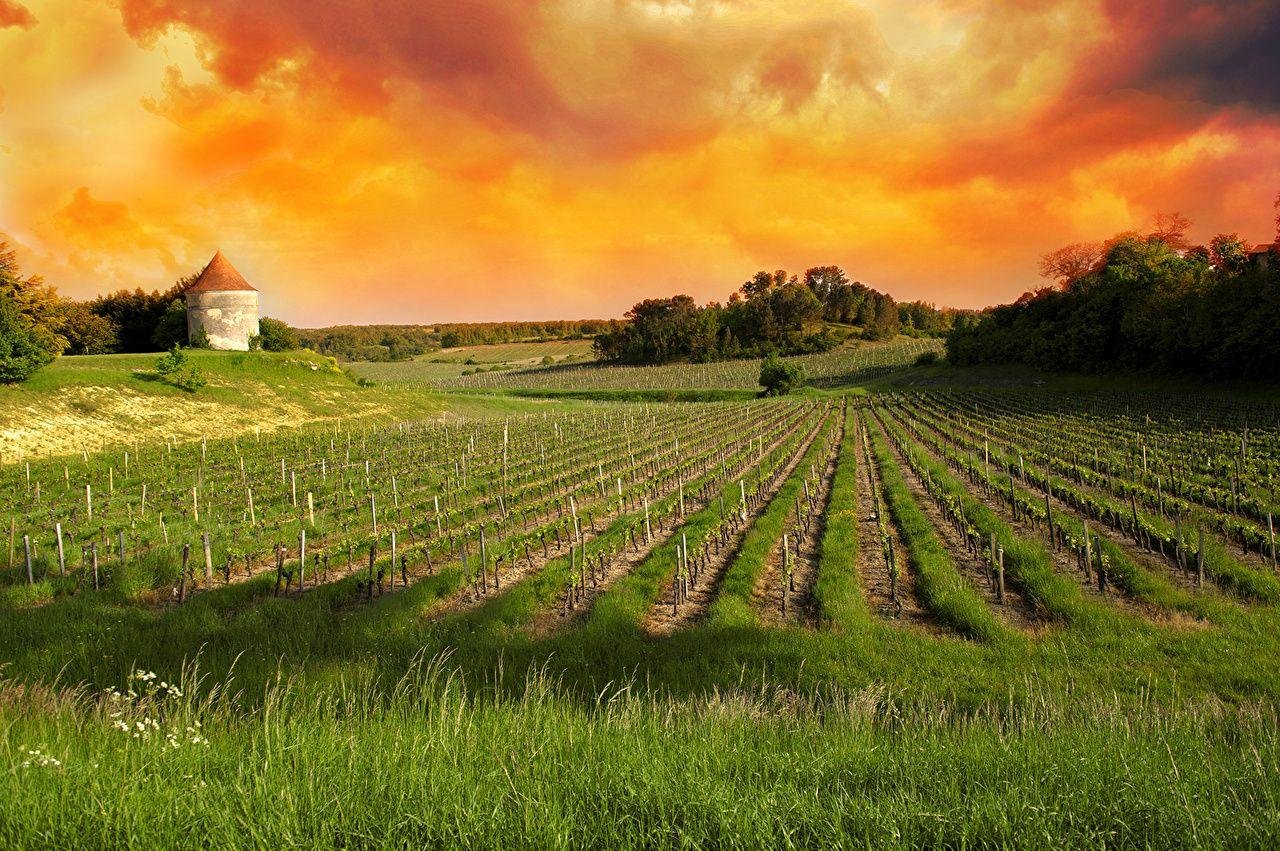 Wallpapers France Vineyards of Saint Emilion, Bordeaux Vineyards