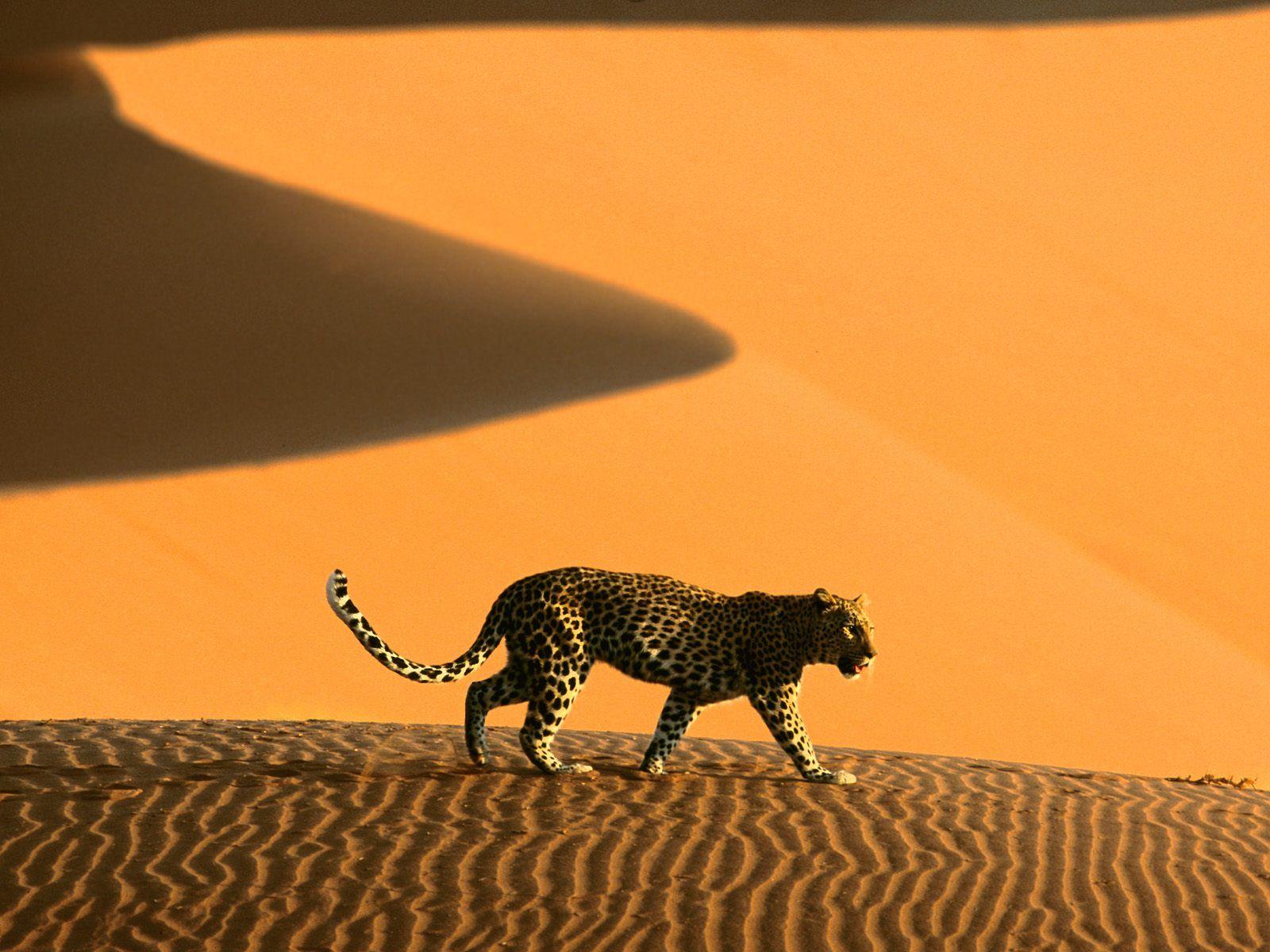 Desert Passage Sossusvlei Park Namibia Africa