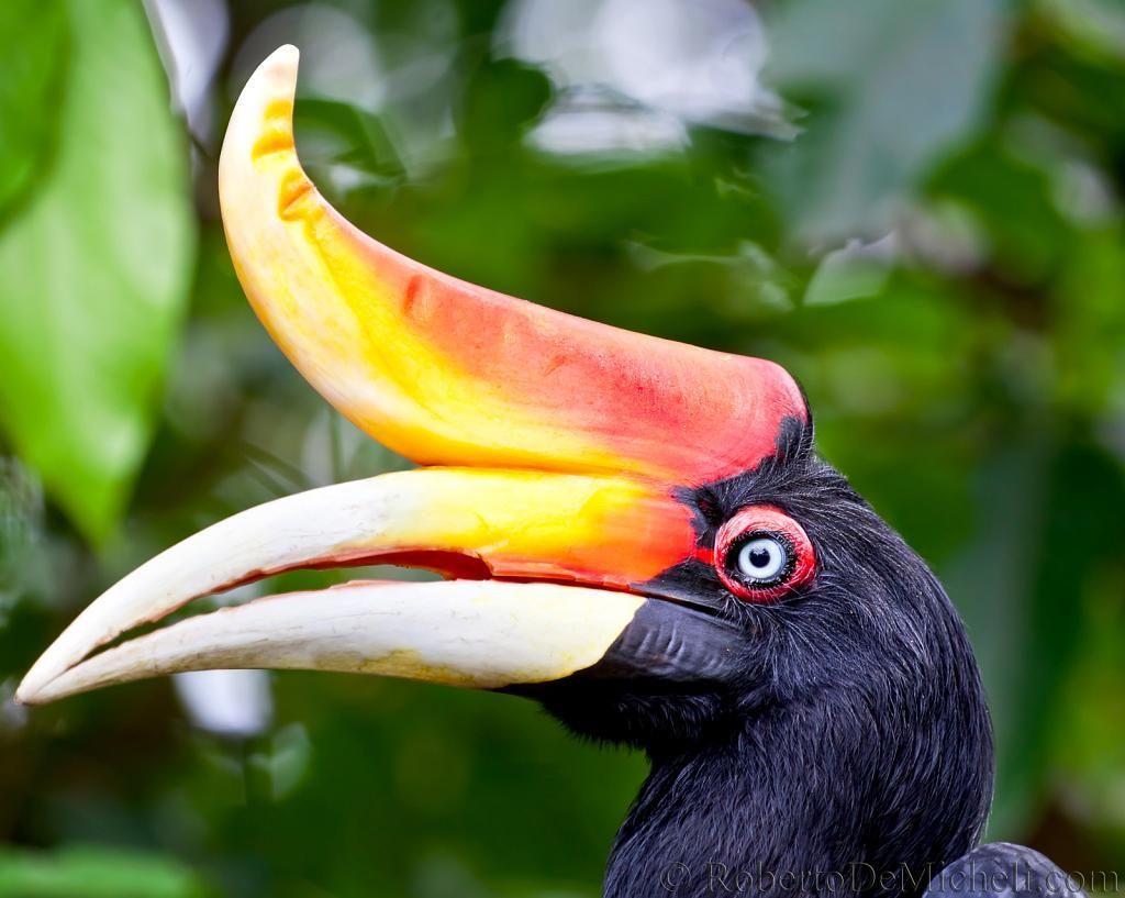 Rhinoceros Hornbill