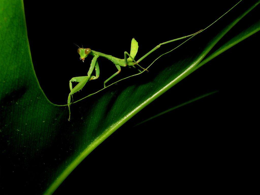 Praying Mantis 37741 ~ HDWallSource