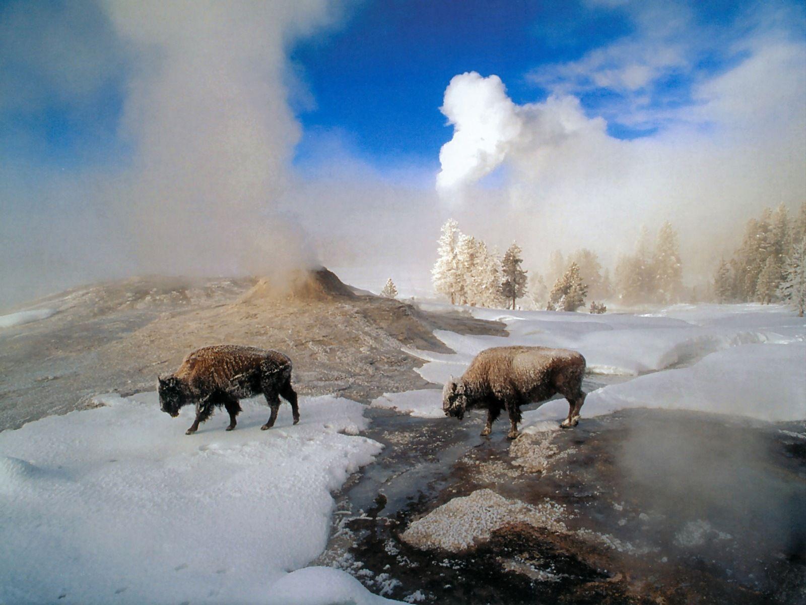 Snow Bison widescreen wallpapers