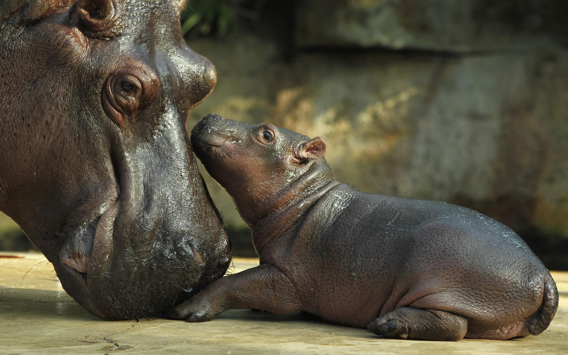 Free Hippopotamus Wallpapers