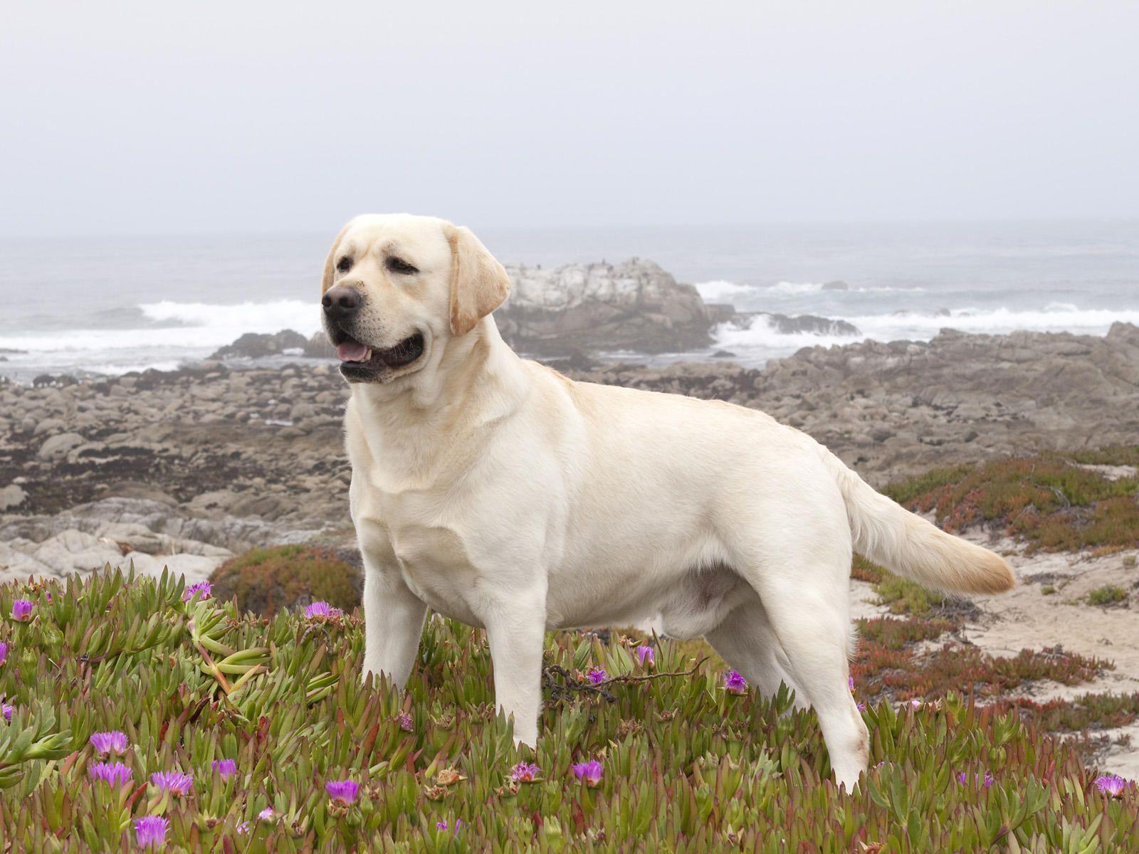 Yellow Labrador Retriever Wallpapers Image & Pictures