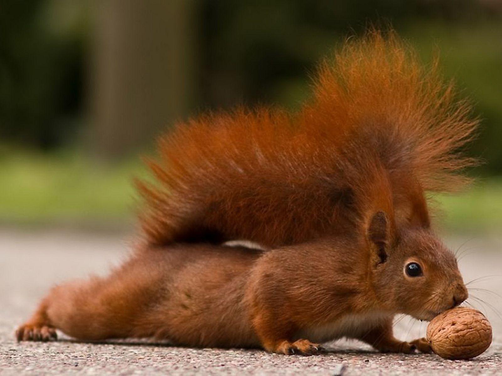 Squirrel Computer Wallpapers, Desktop Backgrounds Id: 372627