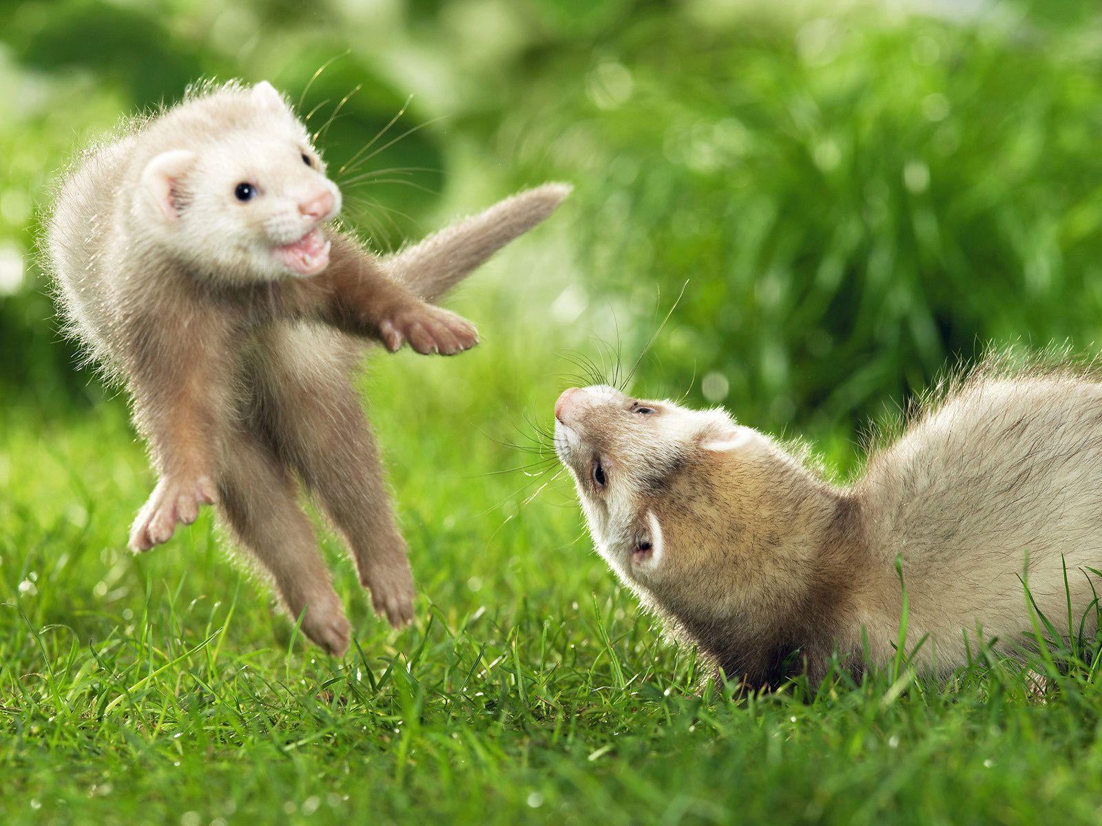 Wallpapers weasel, mustela, play, fun, grass desktop