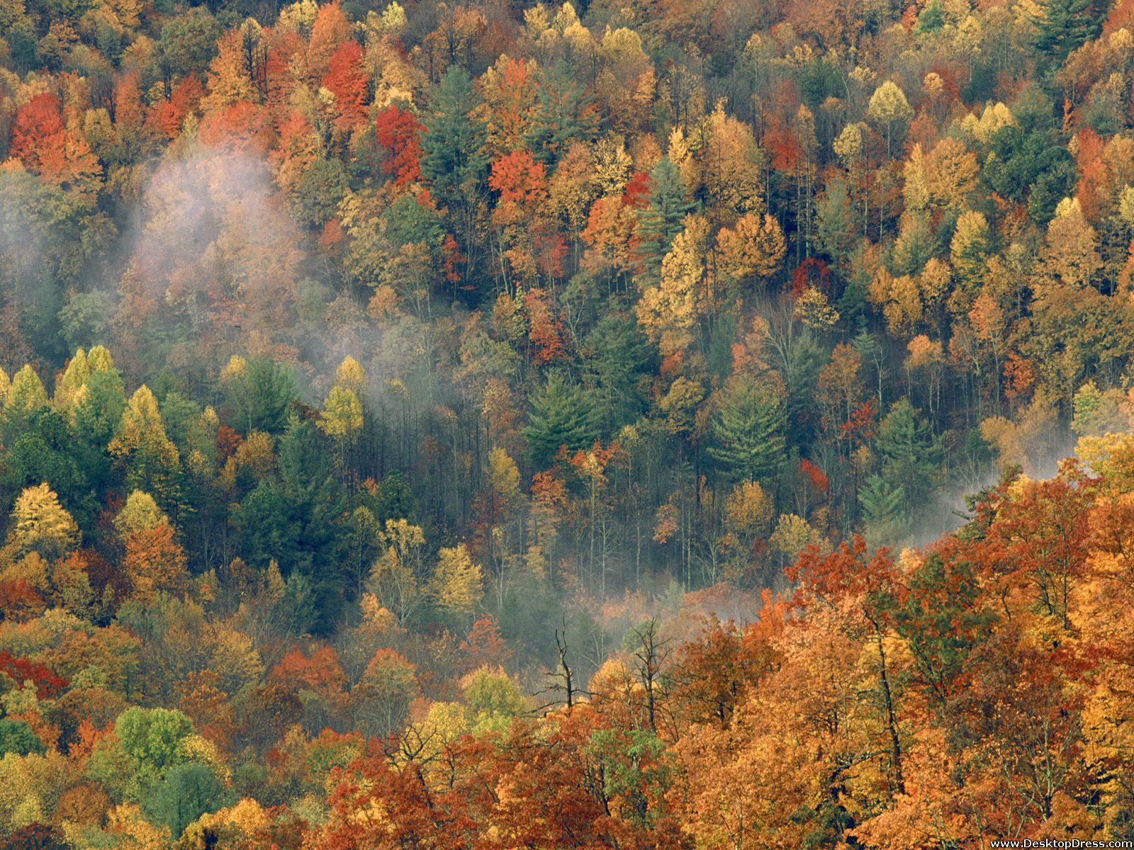 Desktop Wallpapers » Natural Backgrounds » Colorful Autumn Forest